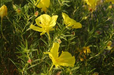 <i>Calylophus hartwegii</i>