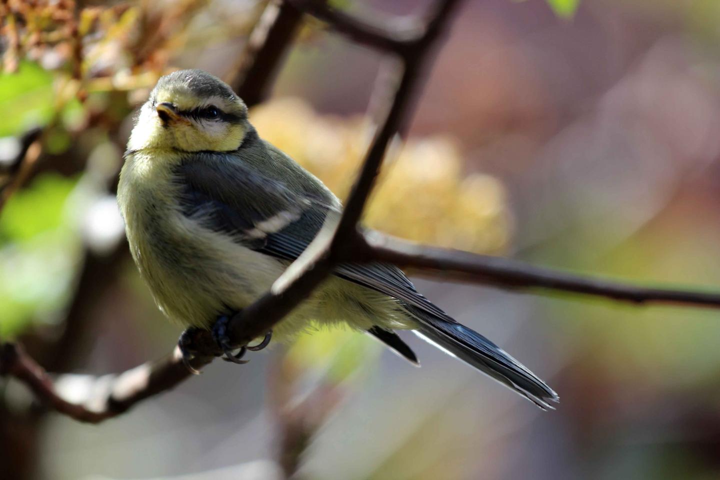 Blue tit