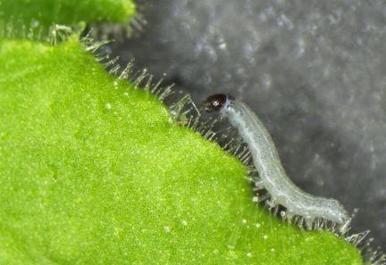 caterpillar on tobacco plant
