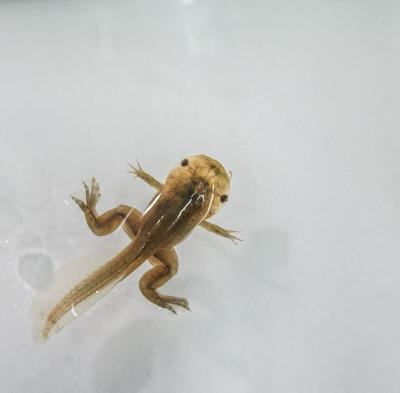 Metamorphic <em>Xenopus tropicalis</em>