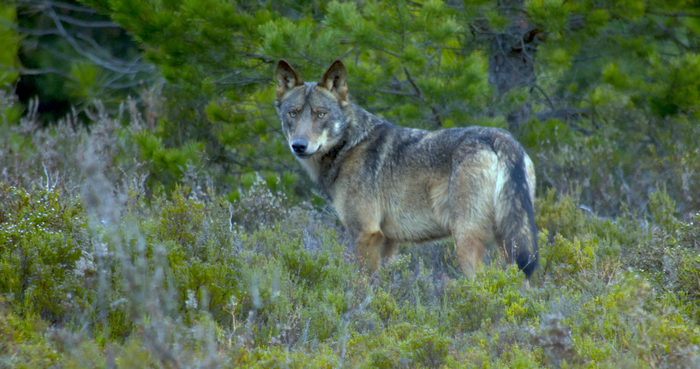 A wolf in Spain