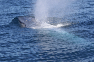 New Zealand blue whale