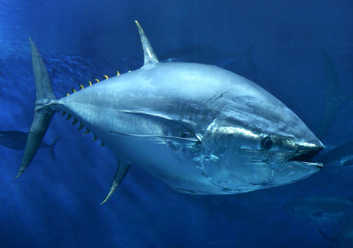 Bluefin Tuna