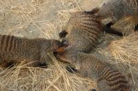 Banded Mongooses Fighting