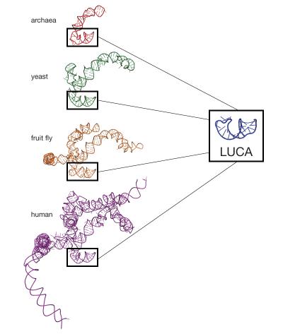 Ribosome Evolution Since the Last Universal Common Ancestor