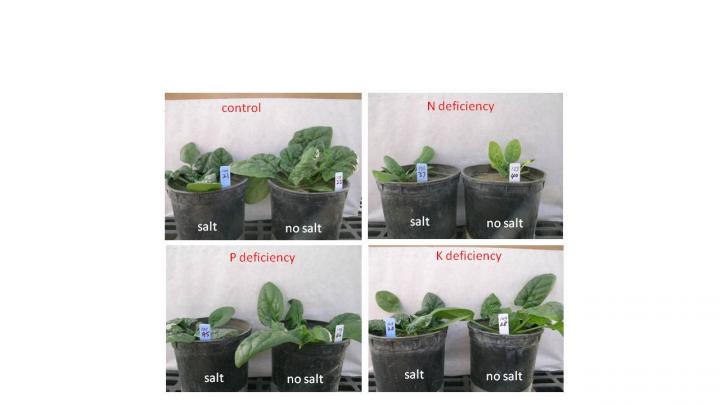 Effects of Salinity and Nutrient Deficiency Determined for Spinach