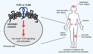 Mutations oversensitive toll-like receptors