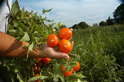 Scientists Uncover a Way to Boost Tomato Yields