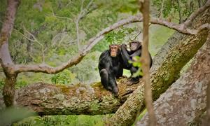 Chimpanzees in the Mahale Mountains National Park