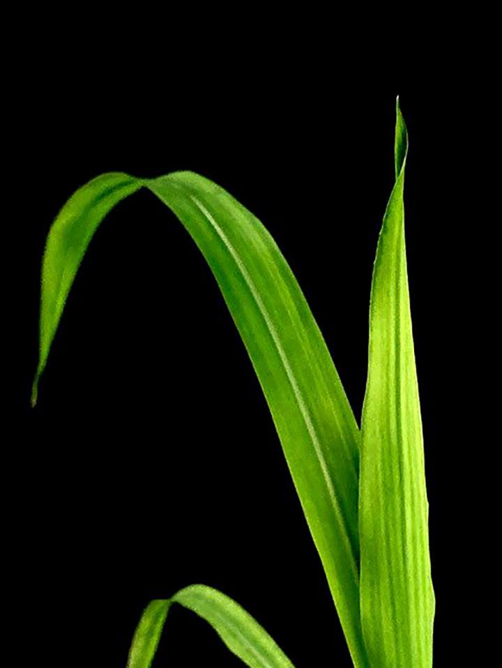 Maize plant