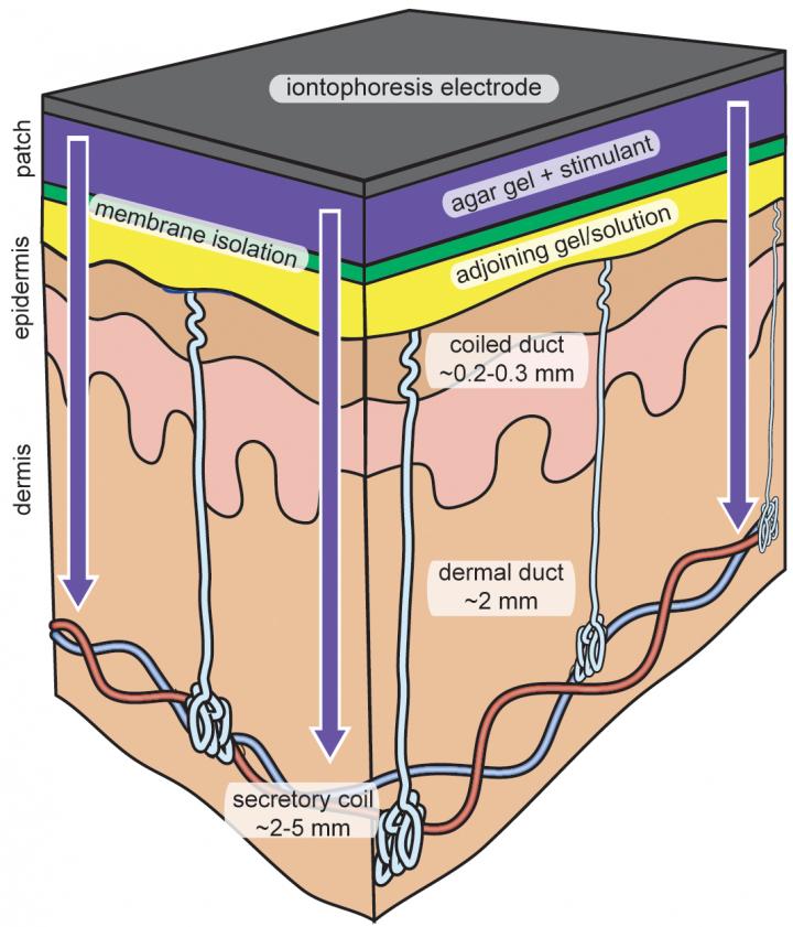 In Vivo Testing of Membrane Technology Using Iontophoresis