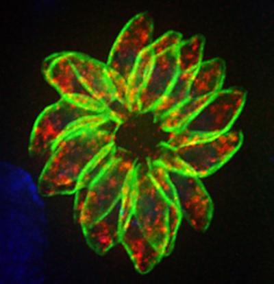 <i>Toxoplasma gondii</i>