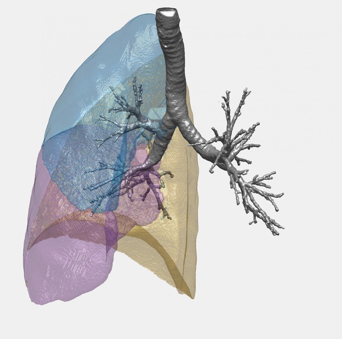 Illustration of Lung Structure from CT Scan Data