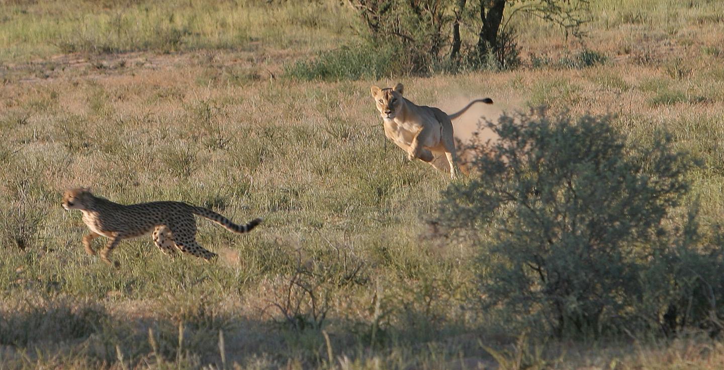 Cheetahs and Pumas Strike a Balance to Hunt ( EurekAlert!