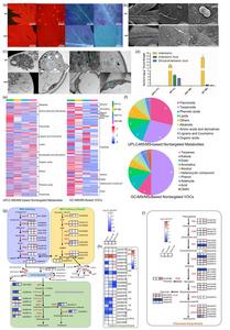 GSTs developmental defects in Artemisia annua lead to dramatic metabolic changes.