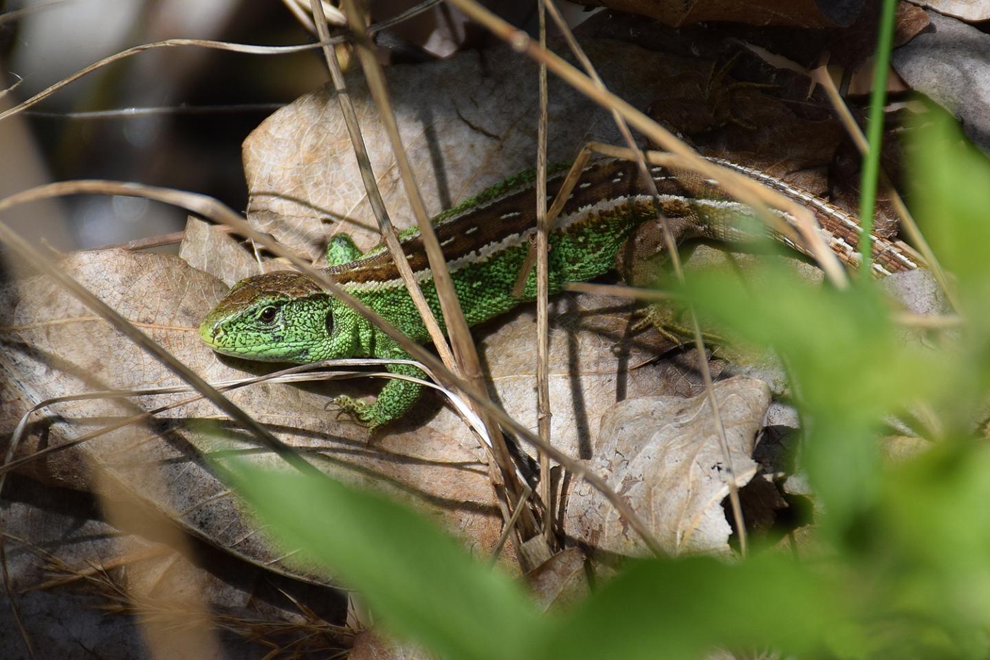 Sand Lizard
