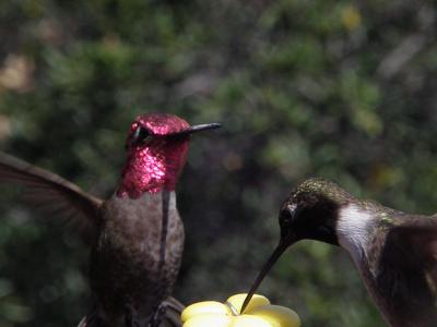 How Hummingbirds Regained a Sweet Tooth (3 of 6)