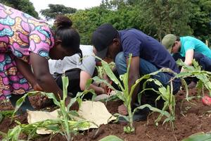 Scientists in the field with maize experiment