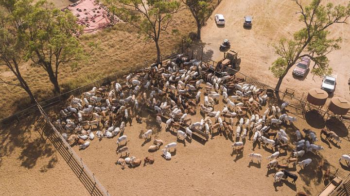 Drone Image of Cattle in Pen