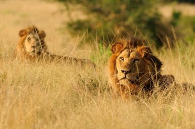 African Lions