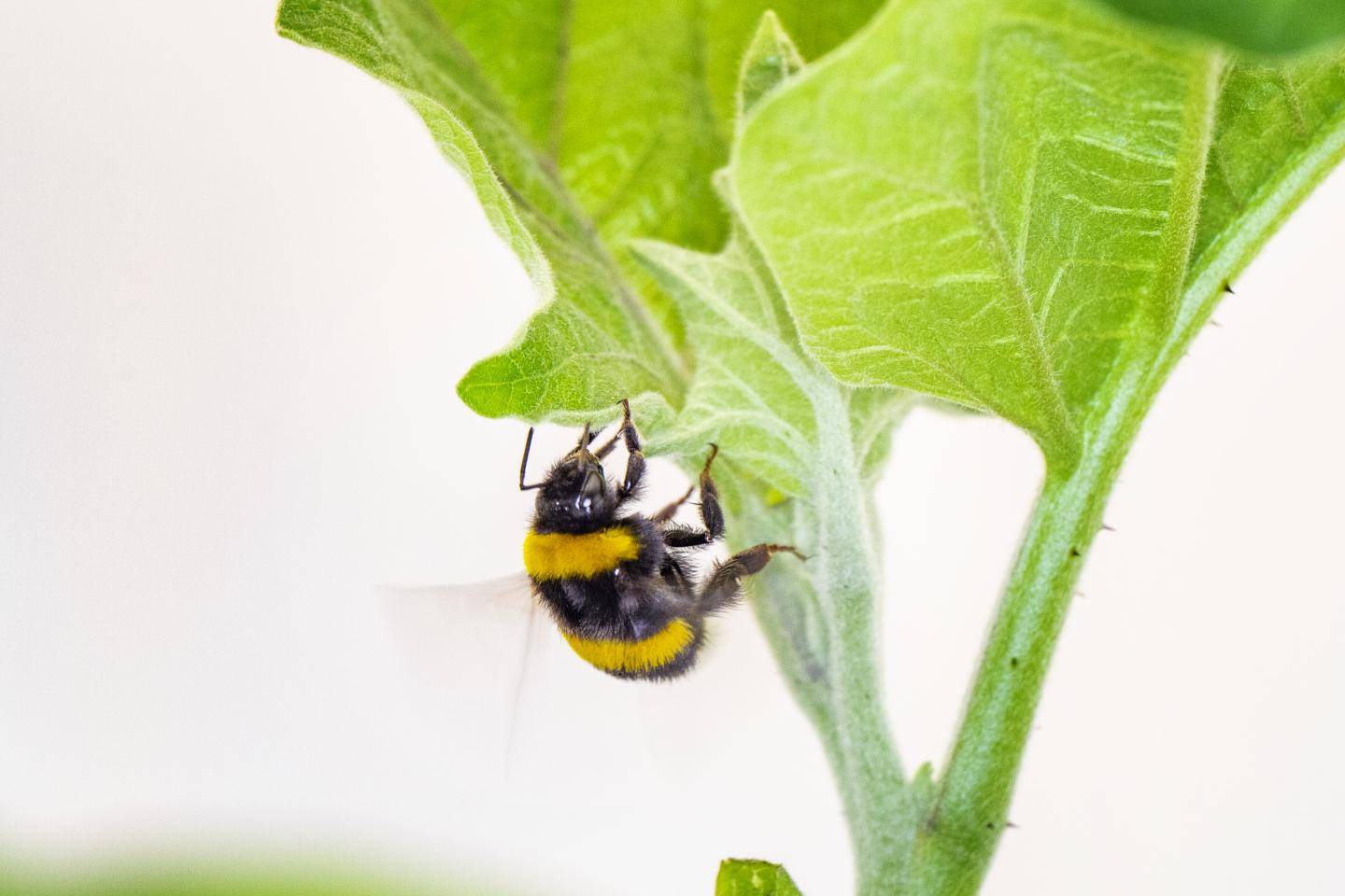 When Plant Pollen Scarce, Bumblebees Biting Leaves Causes Flowers to Bloom Early (4 of 6)