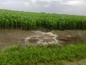 Runoff in corn field