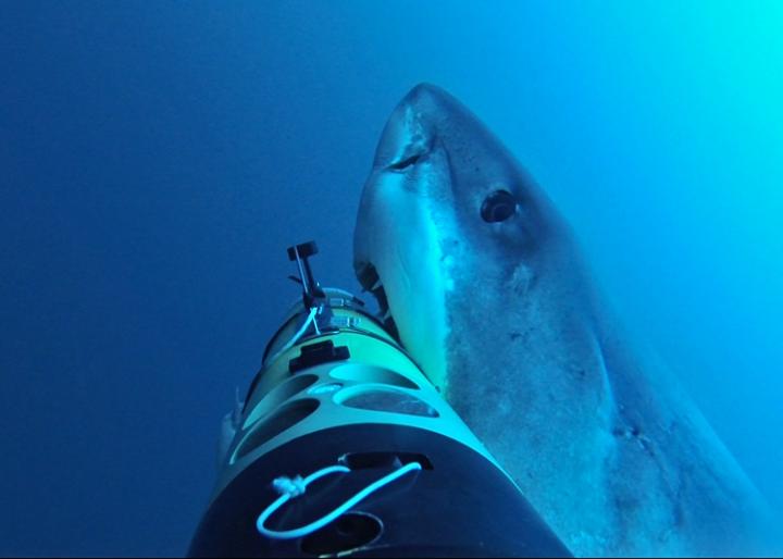 Robotic Vehicles Offer a New Tool in Study of Shark Behavior