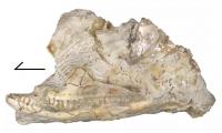 fossil lizard skull