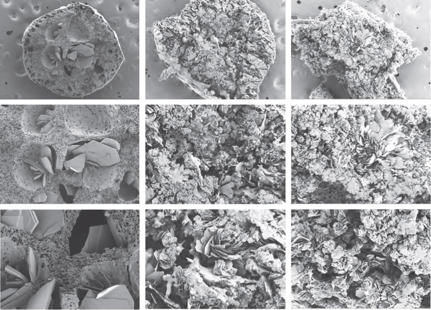 SEM Cross-Section Images of the Implant after Drug Release for 30 Days