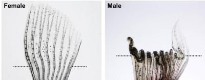 Female Zebrafish Pectoral Fins After Amputation Injury