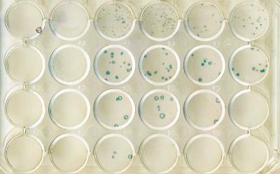 Mice Immunized with the Weakened Mtase Mutant Virus or with a Placebo