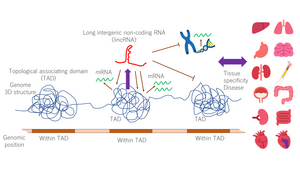 LincRNAs in our genome