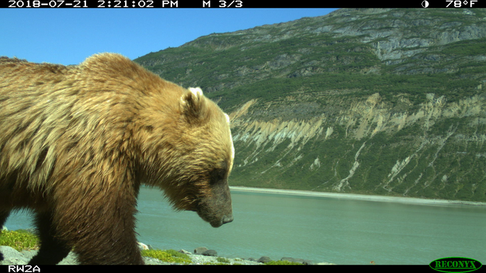 Brown bear