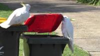 Cockatoos at wheelie bin