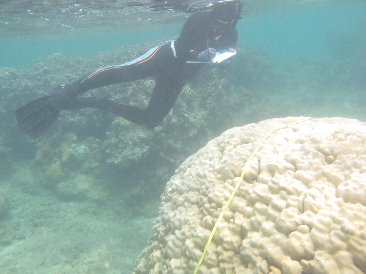 Surveying Coral