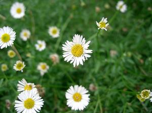 Mexican fleabane (Erigeron karvinskianus)