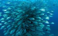 School of Fish under Water