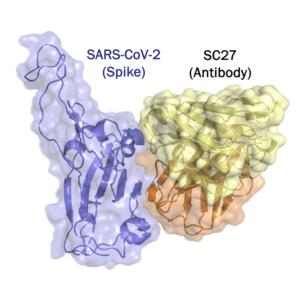 SC27 antibody binding to SARS-CoV-2 spike protein