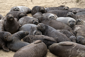 Elephant seals