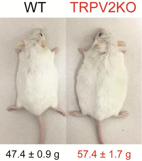 Comparison of the Body Weight Differences between WT and TRPV2KO Mice upon High Fat Diet Treatment