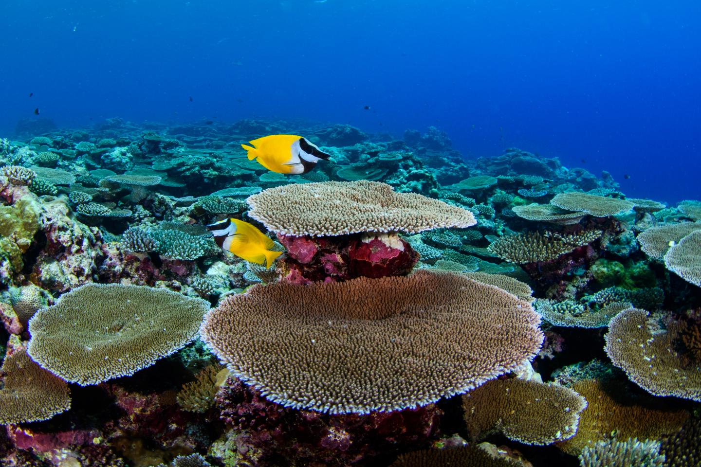Глубоководные коралловые рифы 3000м