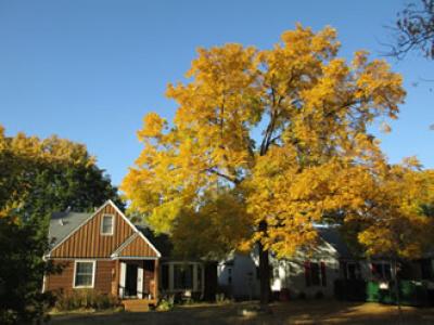 How Much Do We Value Our Trees?