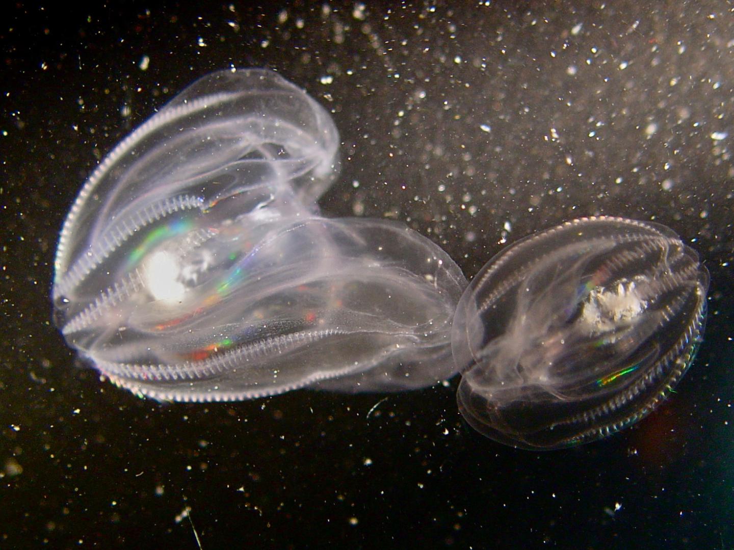 Comb Jelly