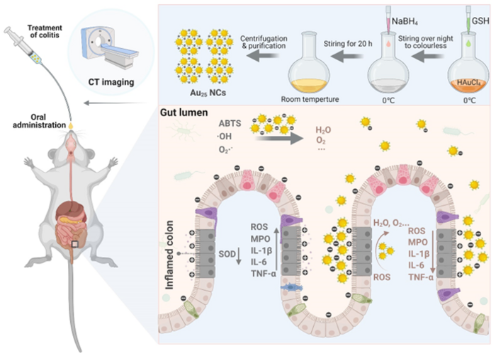 Synthesis of Au25 nanoclusters and the treatment process for colitis in mice.