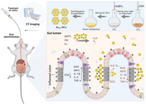 Synthesis of Au25 nanoclusters and the treatment process for colitis in mice.