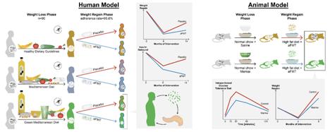 Human/Mouse Models in Groundbreaking Microbiome Research by Ben-Gurion University of the Negev