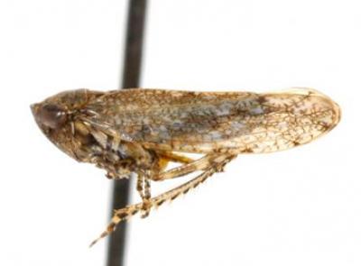 <I>Paraphlepsius irroratus</I>