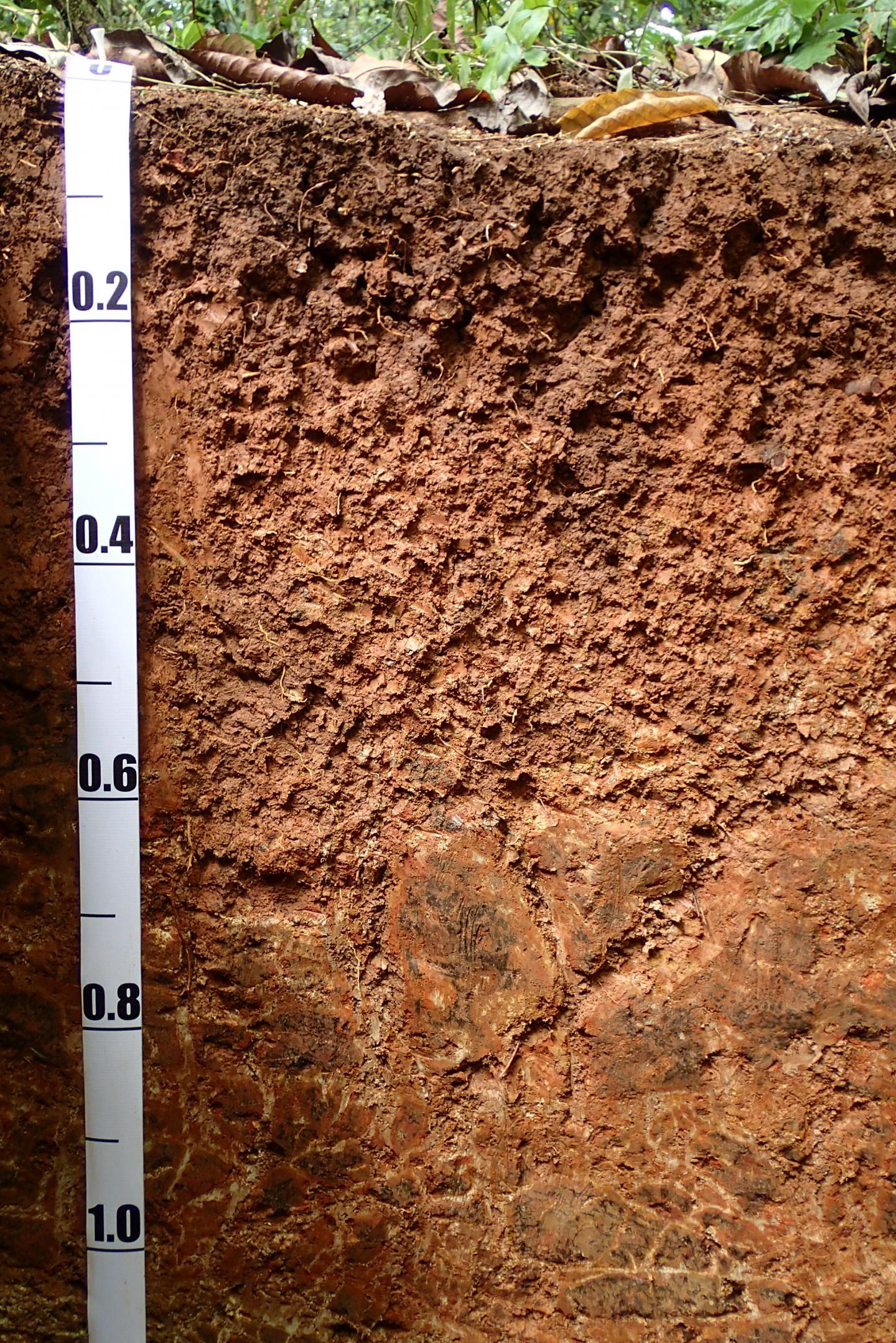 Soil profile