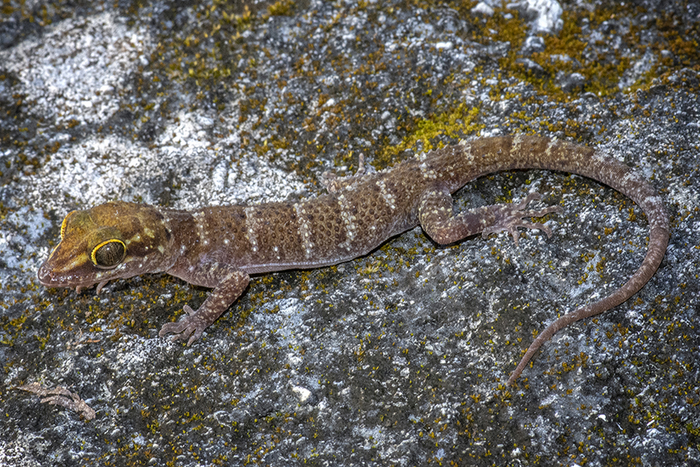 The new species of bent-toed gecko, Cyrtodactylus santana