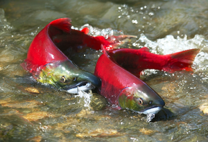 Pacific salmon